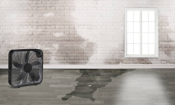 Best Mold removal after water damage  in Kingwood, WV