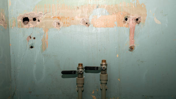 Best Mold removal after water damage  in Kingwood, WV